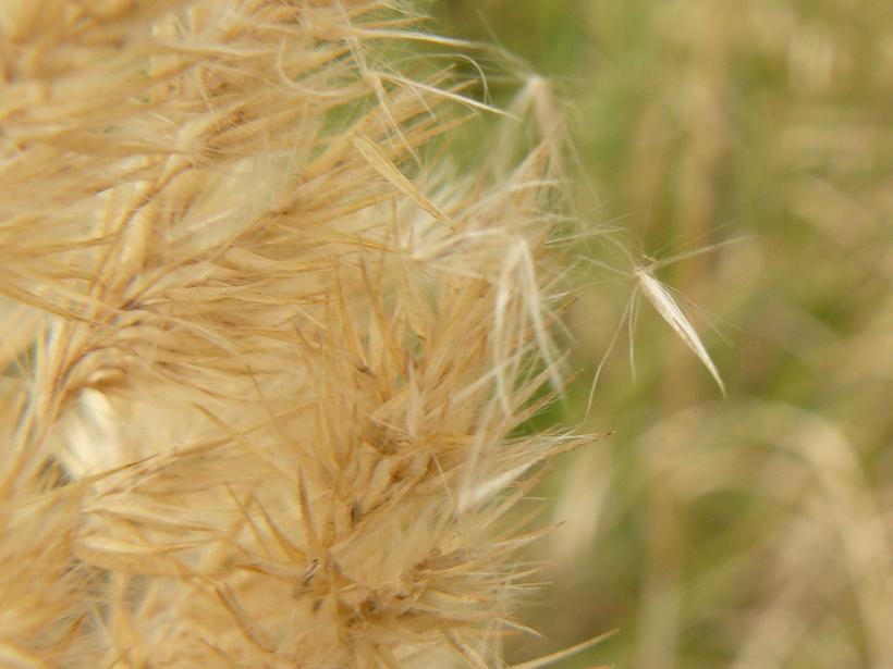 graminacea semi piumosi - Calamagrostis cfr. epigejos